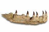 Mosasaur (Eremiasaurus?) Jaw with Six Teeth - Morocco #270872-1